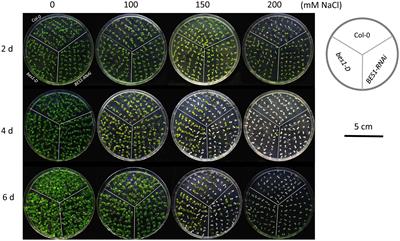 Integrative transcriptomic and proteomic analyses reveal a positive role of BES1 in salt tolerance in Arabidopsis